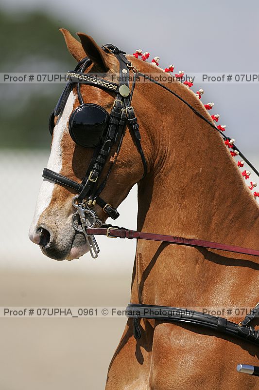 Proof Number 07upha_0961