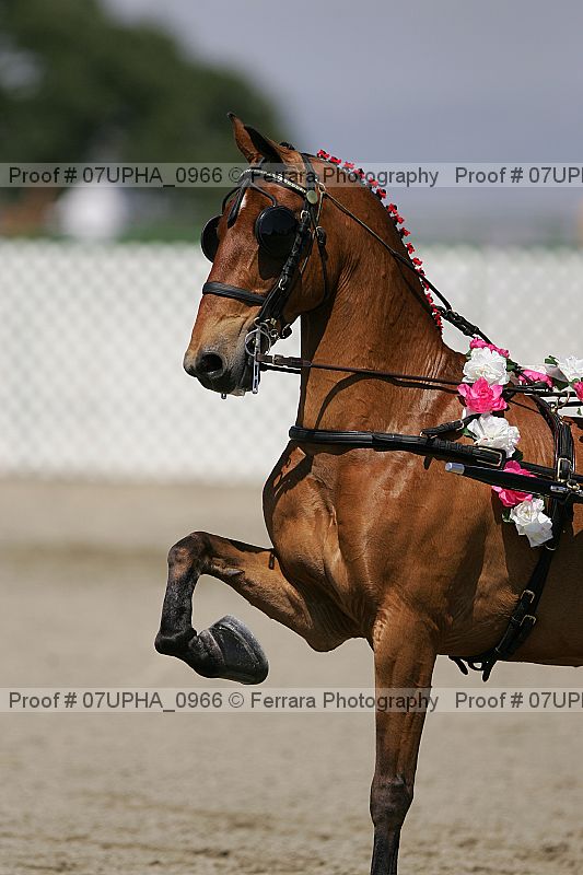 Proof Number 07upha_0966