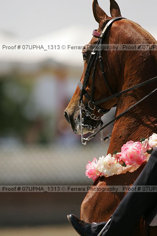 Proof Number 07upha_1313