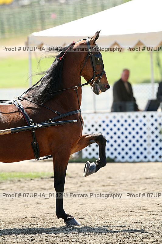 Proof Number 07upha_0142