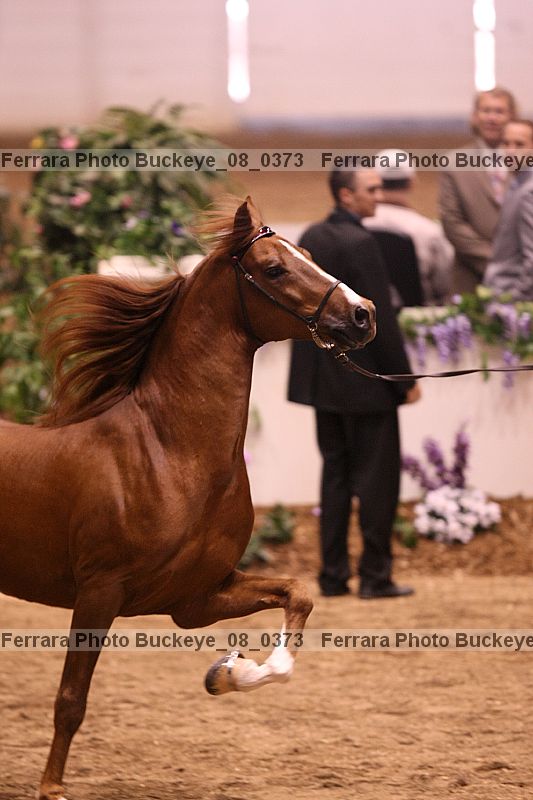 Proof Number buckeye_08_0373