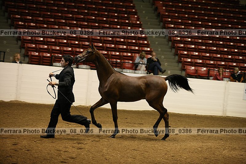 Proof Number buckeye_08_0386