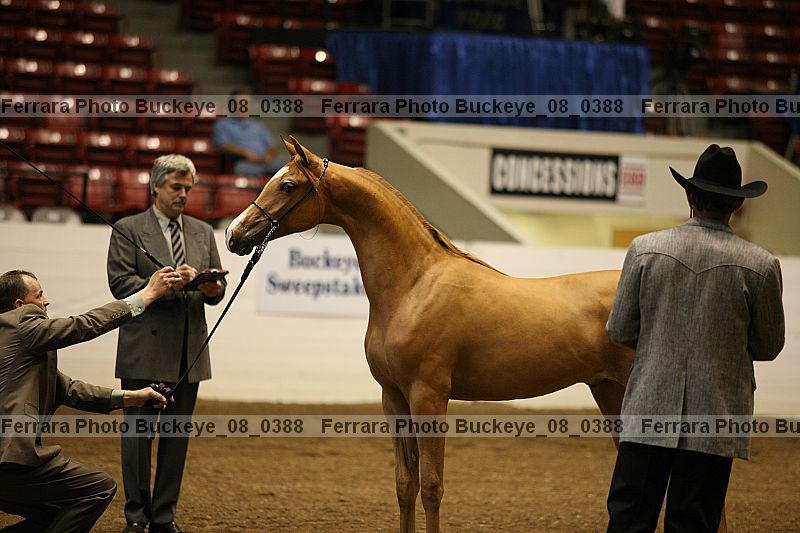 Proof Number buckeye_08_0388