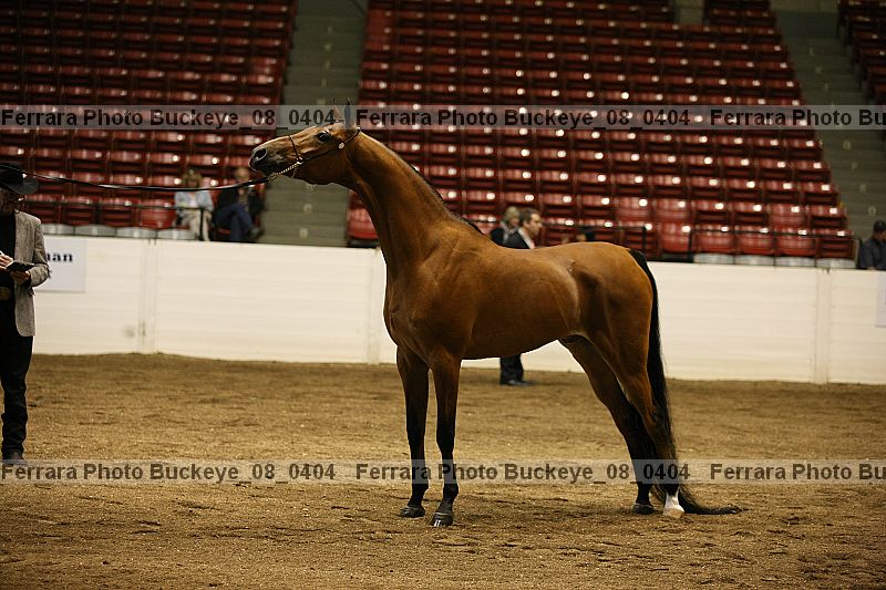Proof Number buckeye_08_0404