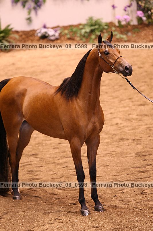 Proof Number buckeye_08_0598