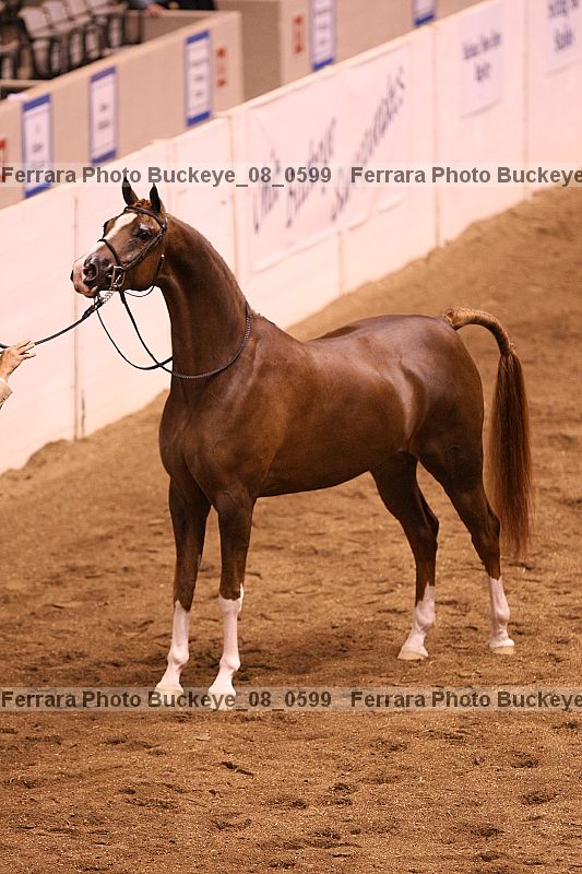 Proof Number buckeye_08_0599