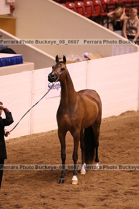 Proof Number buckeye_08_0607