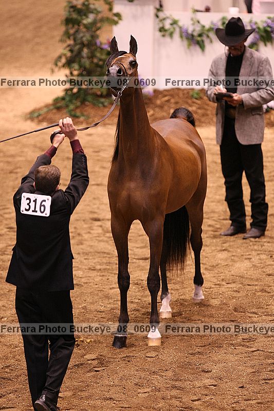 Proof Number buckeye_08_0609