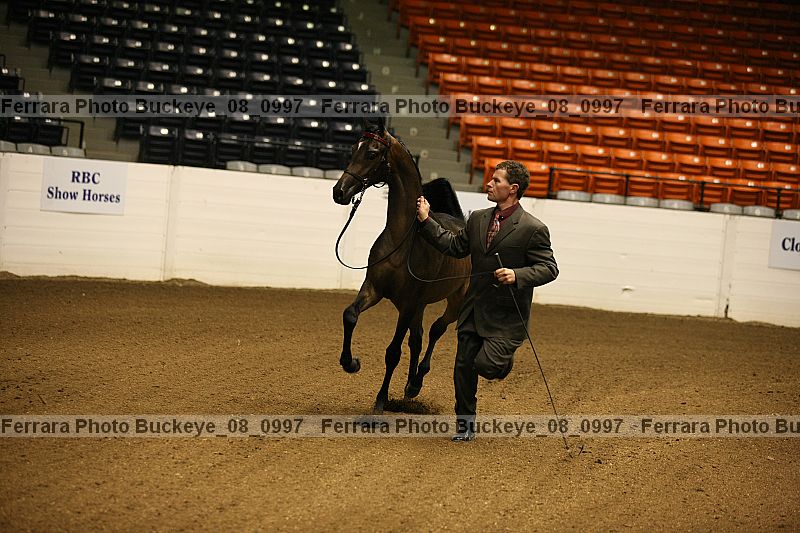 Proof Number buckeye_08_0997