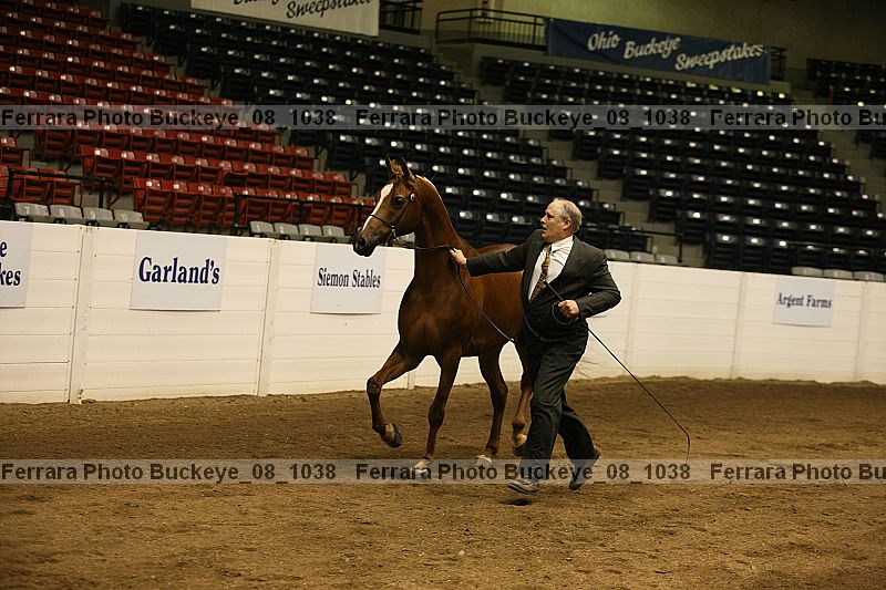 Proof Number buckeye_08_1038