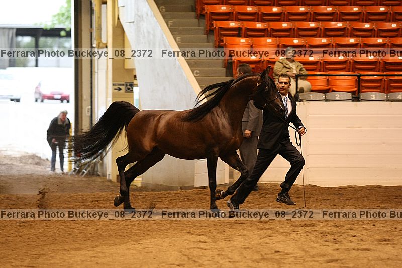 Proof Number buckeye_08_2372