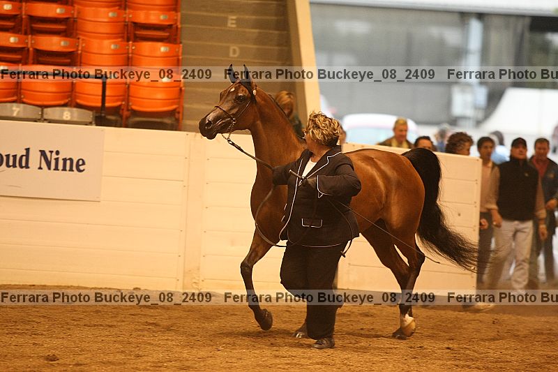 Proof Number buckeye_08_2409