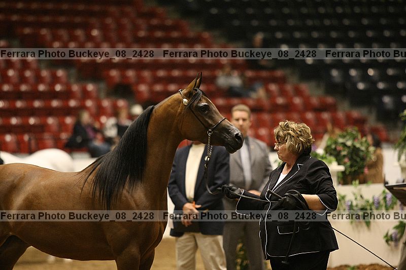 Proof Number buckeye_08_2428
