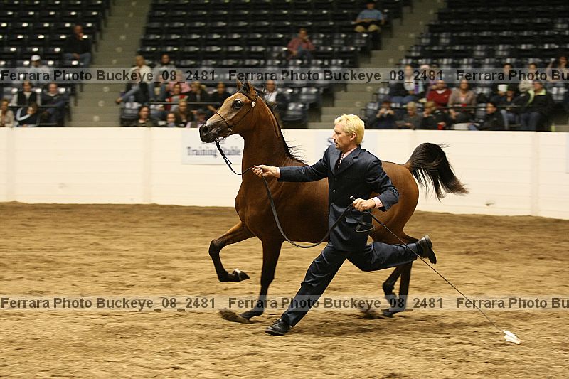 Proof Number buckeye_08_2481