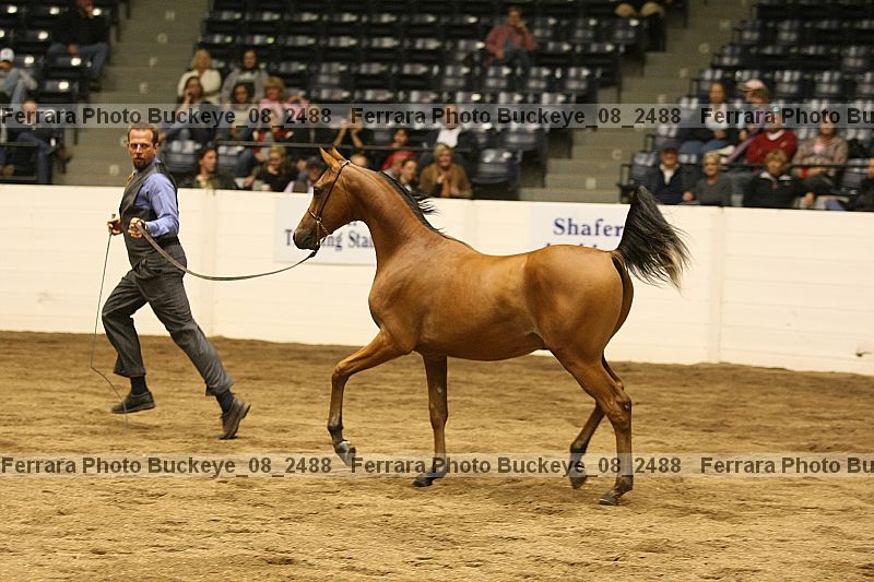 Proof Number buckeye_08_2488