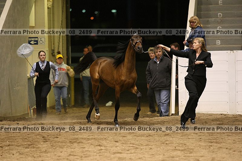 Proof Number buckeye_08_2489