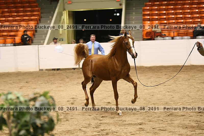 Proof Number buckeye_08_2491