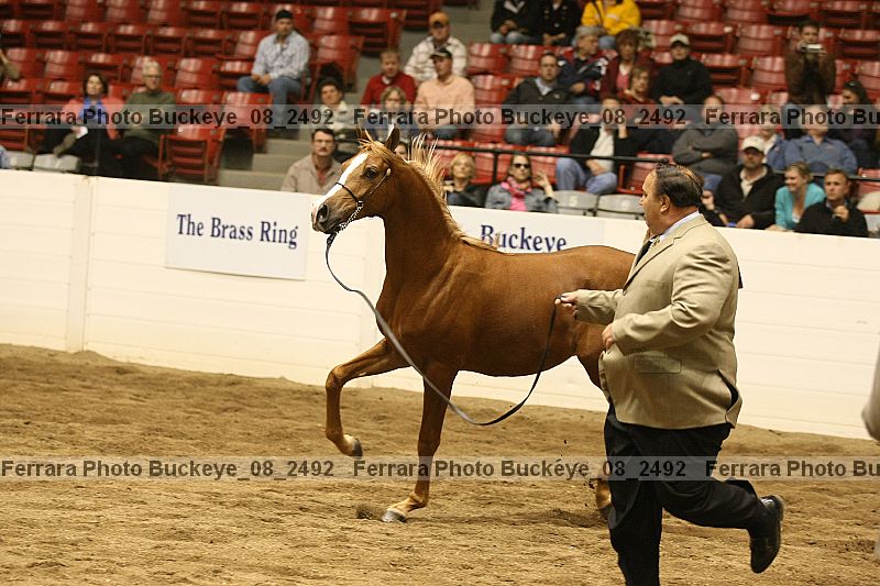 Proof Number buckeye_08_2492