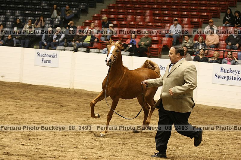 Proof Number buckeye_08_2493