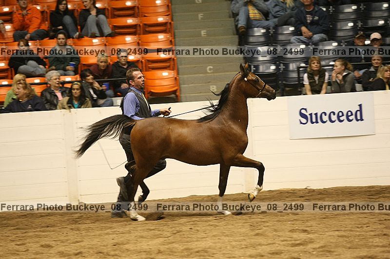 Proof Number buckeye_08_2499