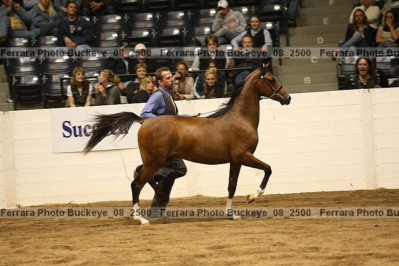 Proof Number buckeye_08_2500