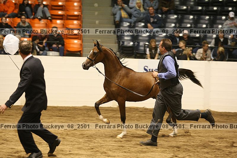 Proof Number buckeye_08_2501