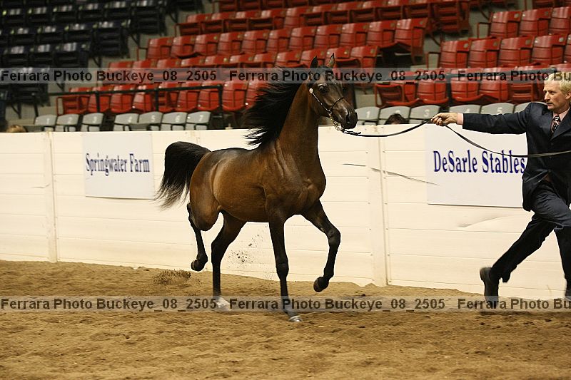 Proof Number buckeye_08_2505