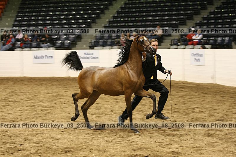 Proof Number buckeye_08_2508