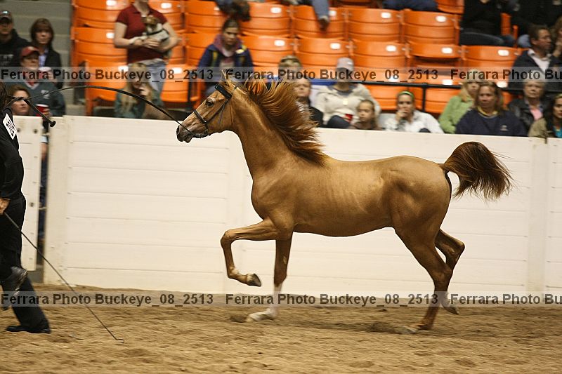Proof Number buckeye_08_2513
