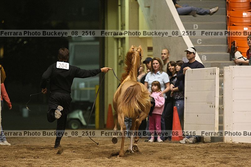 Proof Number buckeye_08_2516