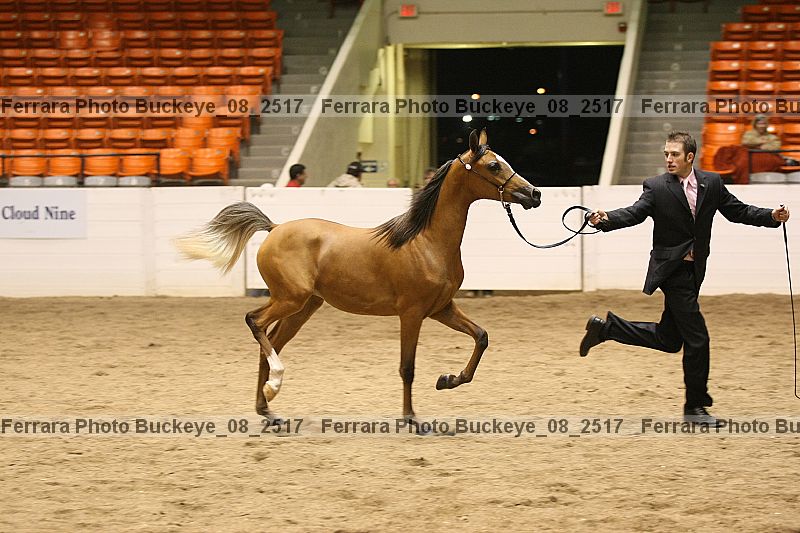 Proof Number buckeye_08_2517