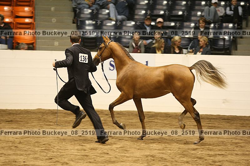 Proof Number buckeye_08_2519