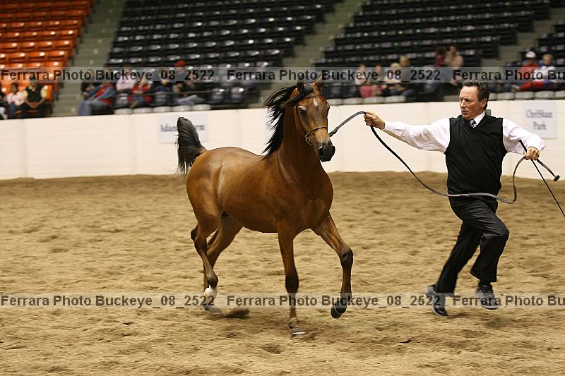 Proof Number buckeye_08_2522