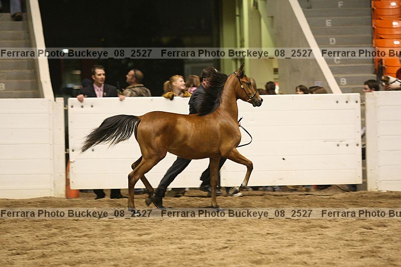 Proof Number buckeye_08_2527