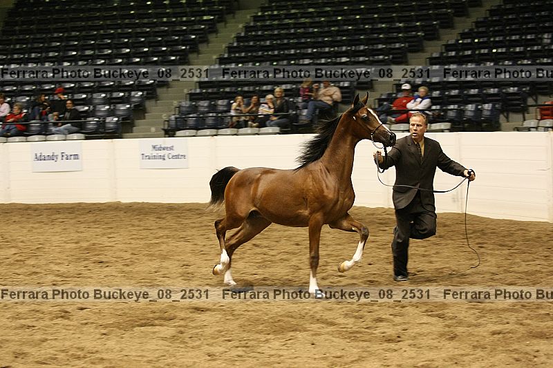 Proof Number buckeye_08_2531