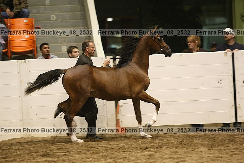 Proof Number buckeye_08_2532