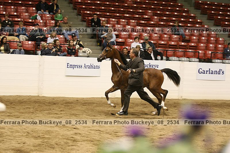 Proof Number buckeye_08_2534
