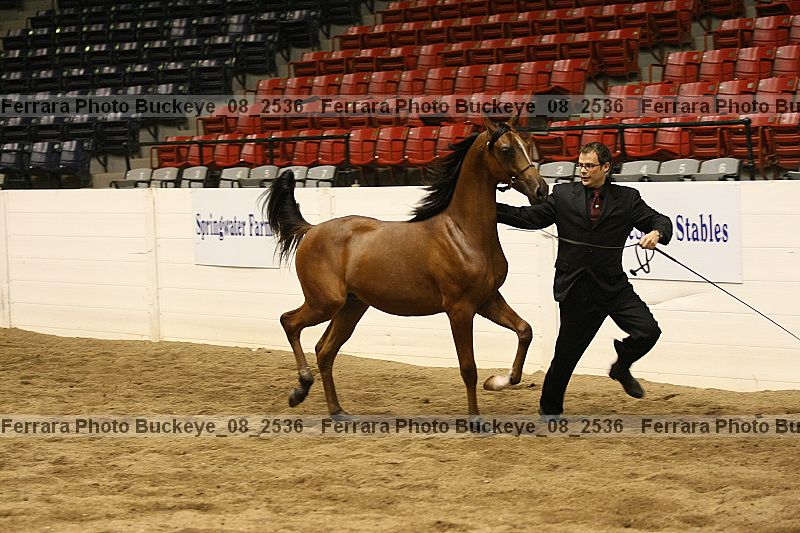 Proof Number buckeye_08_2536