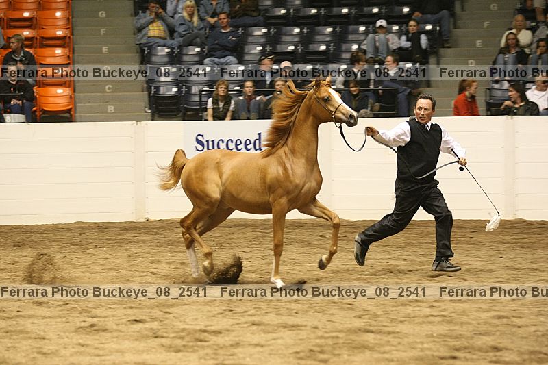 Proof Number buckeye_08_2541