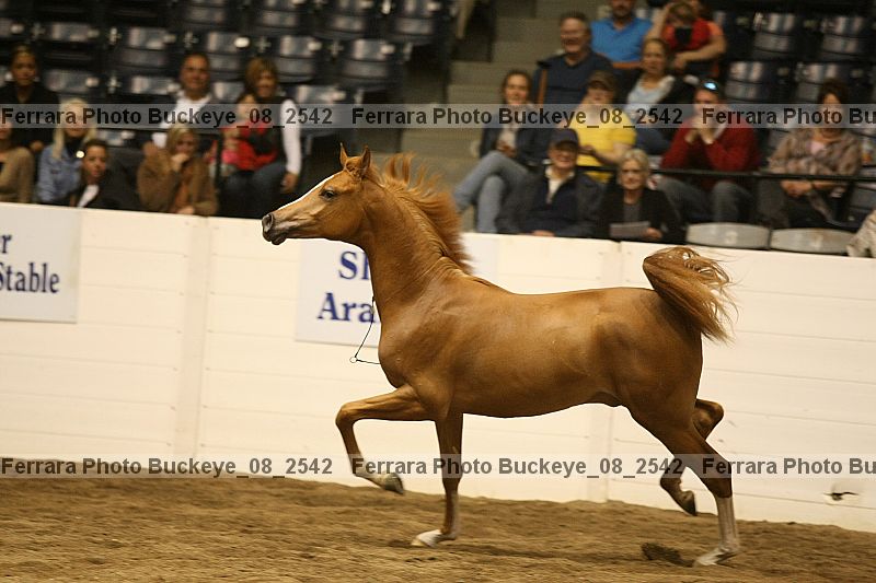 Proof Number buckeye_08_2542