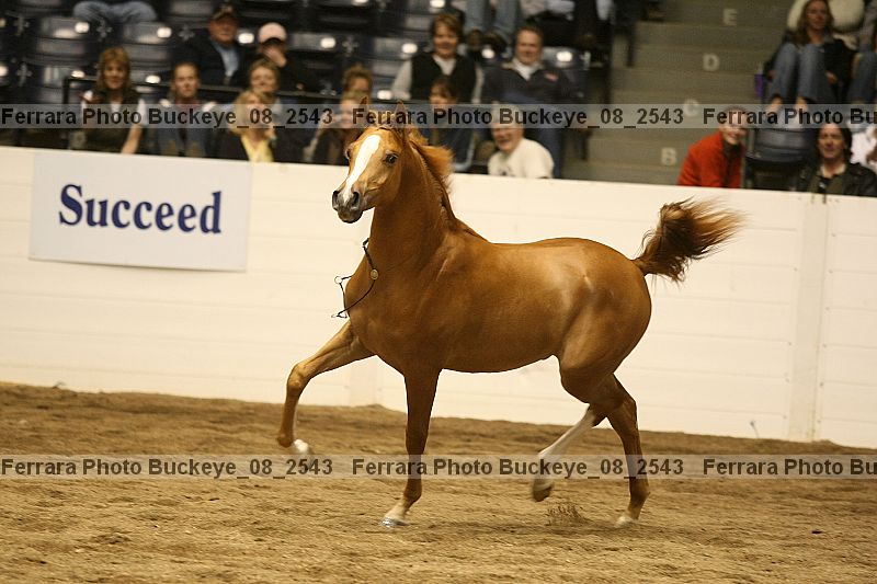 Proof Number buckeye_08_2543