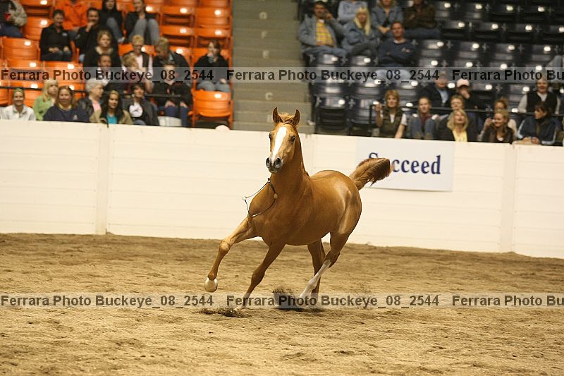 Proof Number buckeye_08_2544