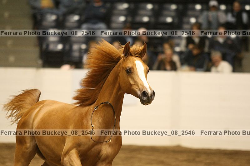Proof Number buckeye_08_2546