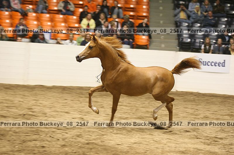 Proof Number buckeye_08_2547