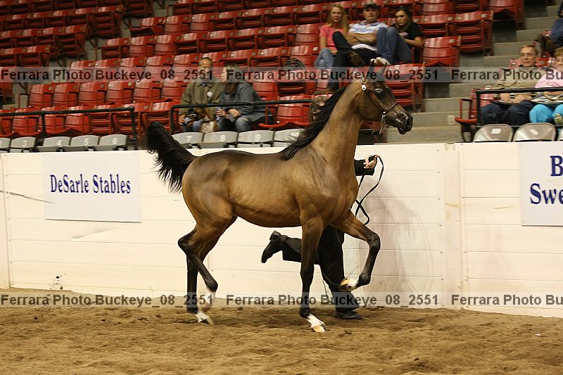Proof Number buckeye_08_2551