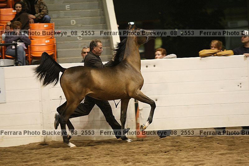 Proof Number buckeye_08_2553