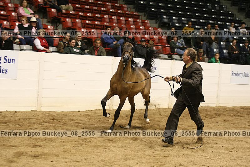 Proof Number buckeye_08_2555