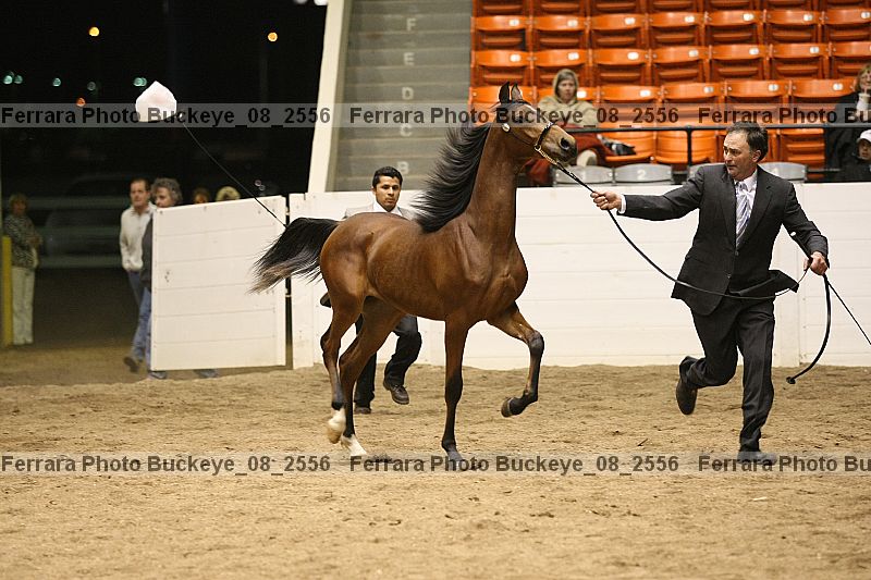 Proof Number buckeye_08_2556