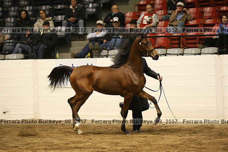 Proof Number buckeye_08_2557
