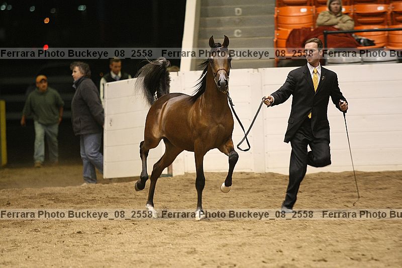 Proof Number buckeye_08_2558